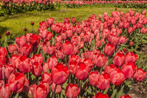 Blooming red tulips in the park  on a sunny spring day