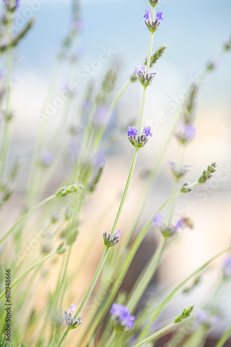 Blooming laverden flowers