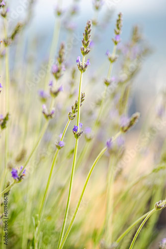 Blooming laverden flowers © Anna Bogush