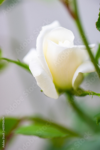 Rose flowers in the garden