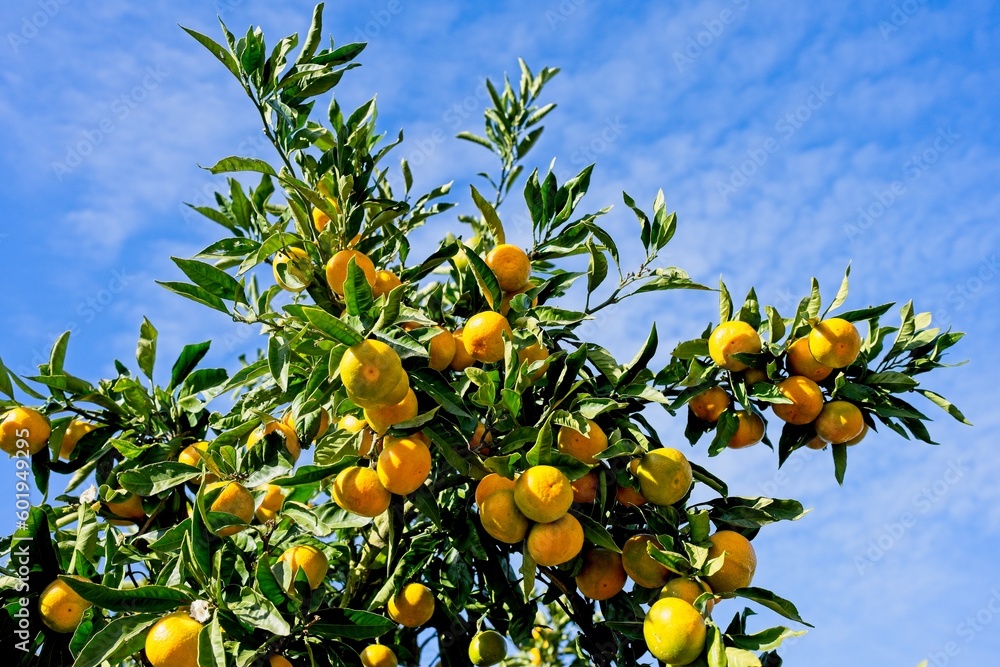 orange tree with fruits against cloudy sky.