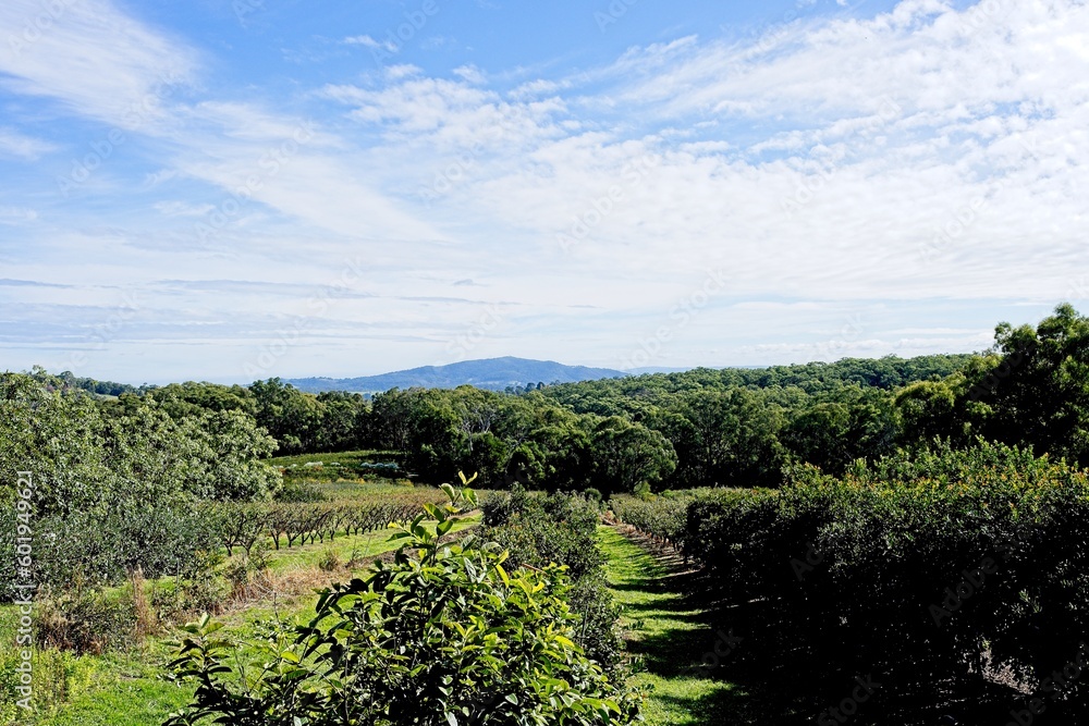 Naklejka premium vineyard in region