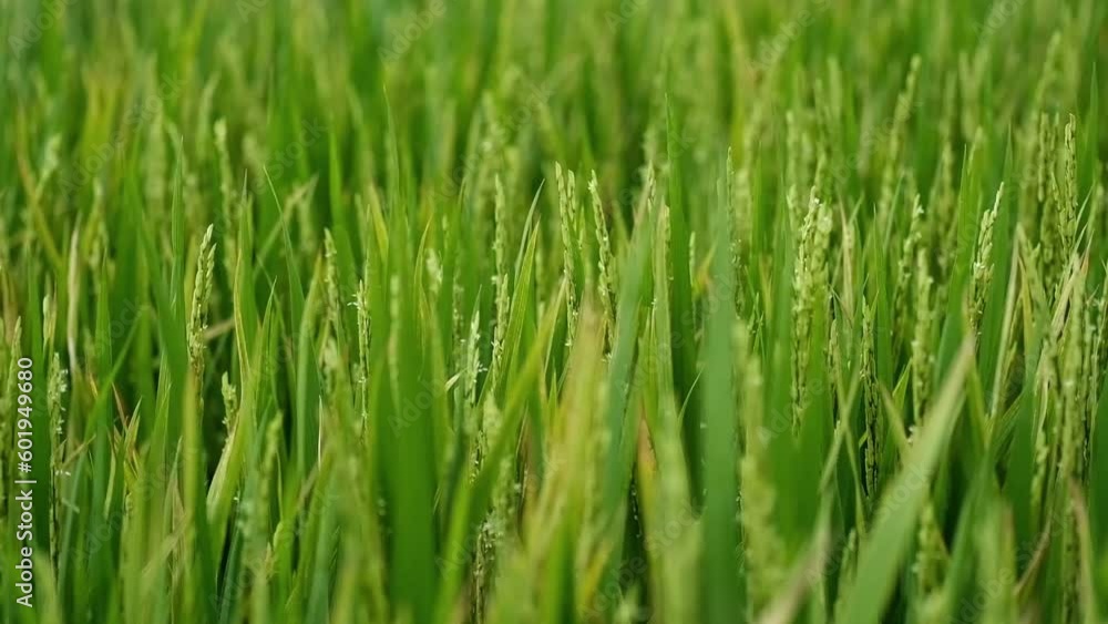Rice ears swaying by wind, close up. Rice plantation. Rice ears swaying by wind, close up. Rice plantation.