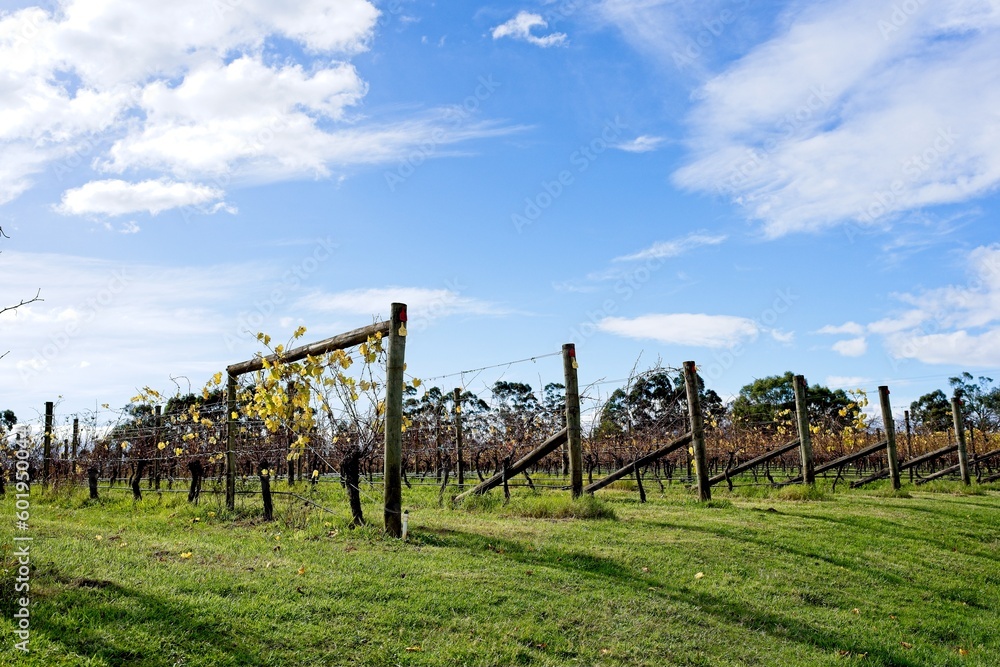 Obraz premium vineyard in autumn