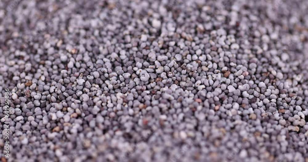 A large number of fresh very small-sized poppy seeds, a close-up of a pile of poppy seeds used in cooking A large number of fresh very small-sized poppy seeds, a close-up of a pile of poppy seeds used in cooking