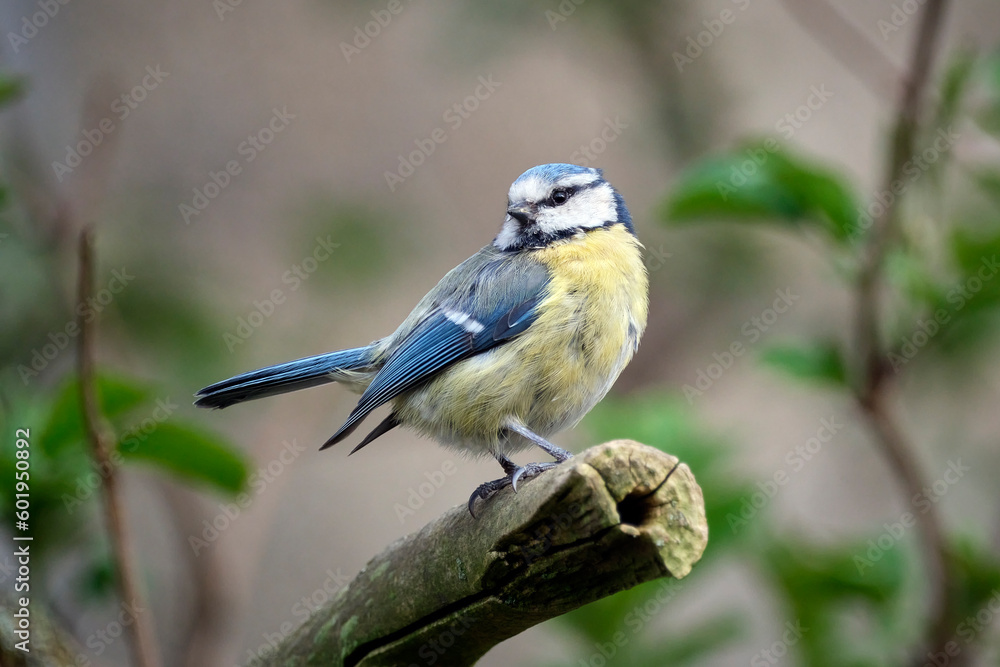 Blaumeise ( Cyanistes caeruleus ).