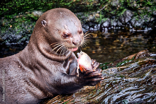 Riesenotter ( Pteronura brasiliensis ). photo