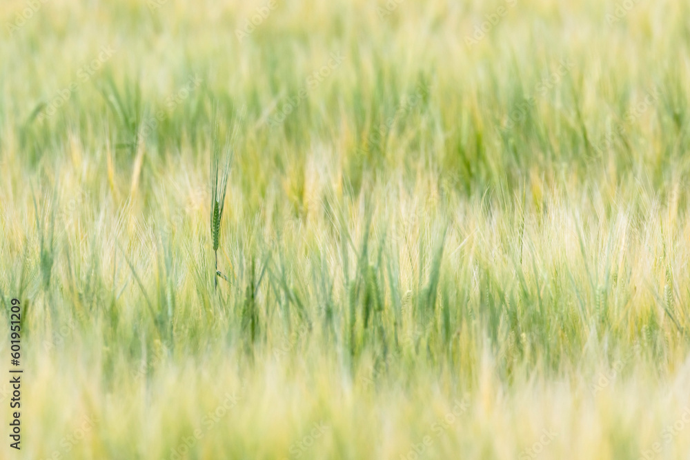 収穫近い初夏の小麦畑