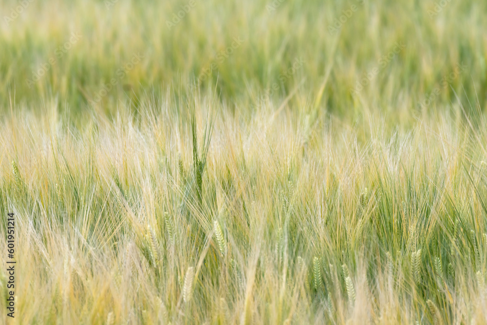 収穫近い初夏の小麦畑
