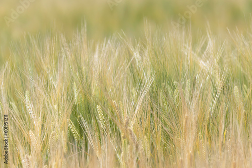 収穫近い初夏の小麦畑 © imacoconut