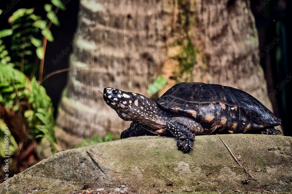 Strahlen-Dreikielschildkröte ( Geoclemys hamiltonii ). Strahlen-Dreikielschildkröte ( Geoclemys hamiltonii ).