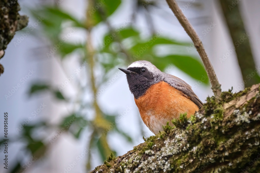 Gartenrotschwanz ( Phoenicurus phoenicurus ). Gartenrotschwanz ( Phoenicurus phoenicurus ).