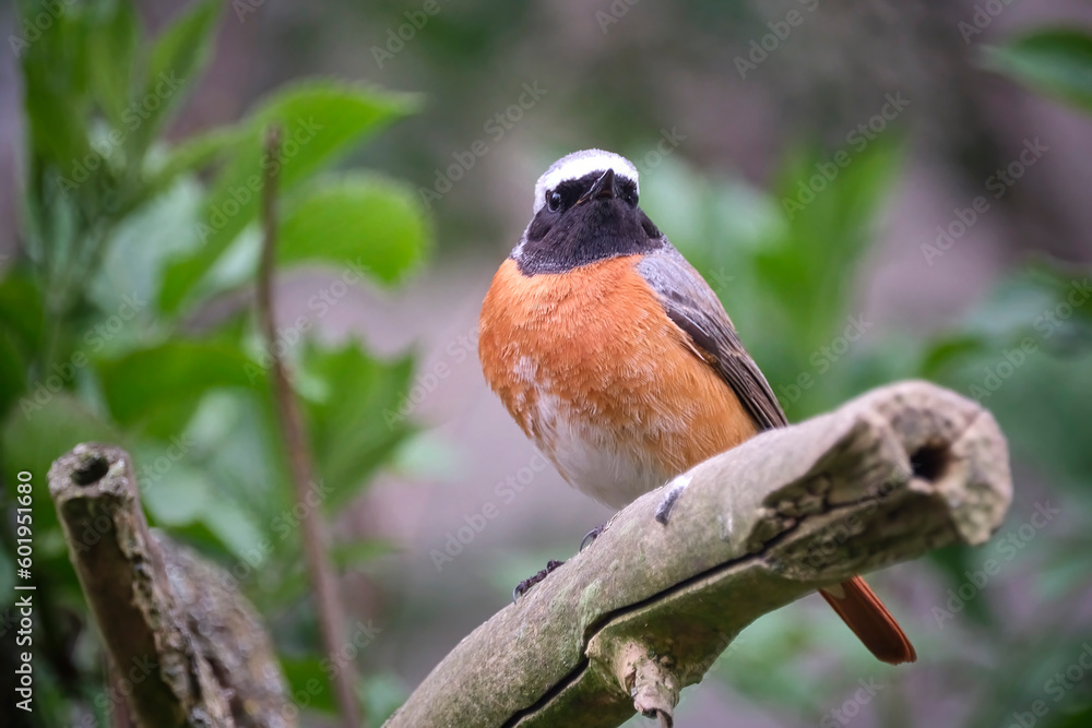 Gartenrotschwanz ( Phoenicurus phoenicurus ). Gartenrotschwanz ( Phoenicurus phoenicurus ).