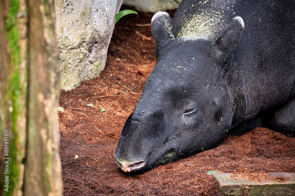 Schabrackentapir / Asiatischer / Malaysischer Tapir ( Tapirus indicus ). Schabrackentapir / Asiatischer / Malaysischer Tapir ( Tapirus indicus ).
