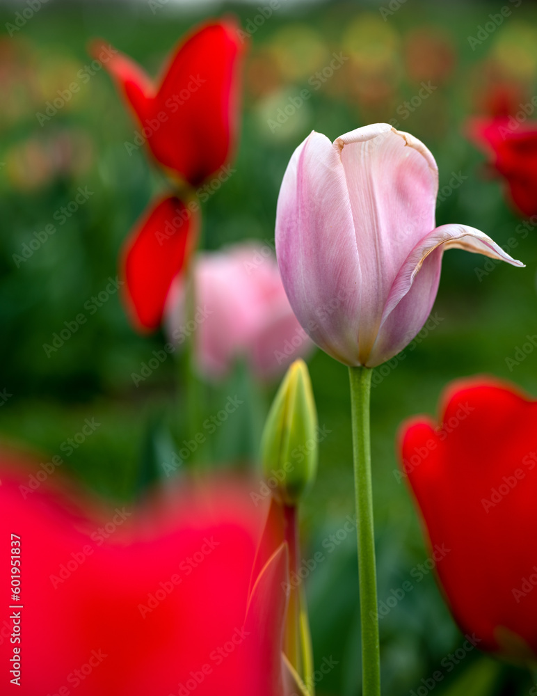 Fototapeta premium Field of Tulips in Spring