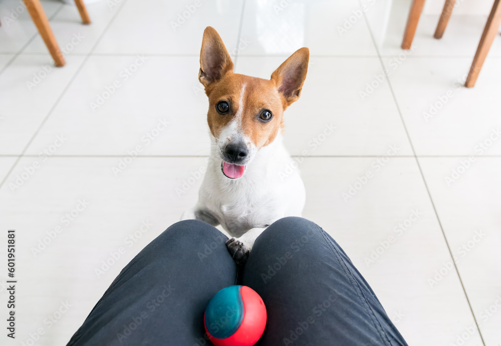 Jack Russell Terrier dog looking at owner, waiting to play with ball inside their home - obrazy, fototapety, plakaty 