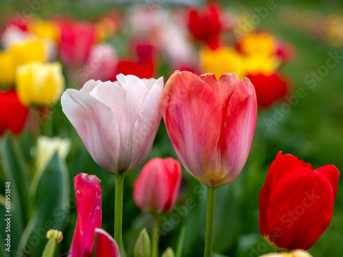 Field of Tulips in Spring