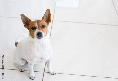 Jack Russell Terrier dog sitting and looking up at owner inside their home