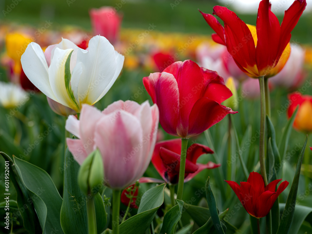 Obraz premium Field of Tulips in Spring