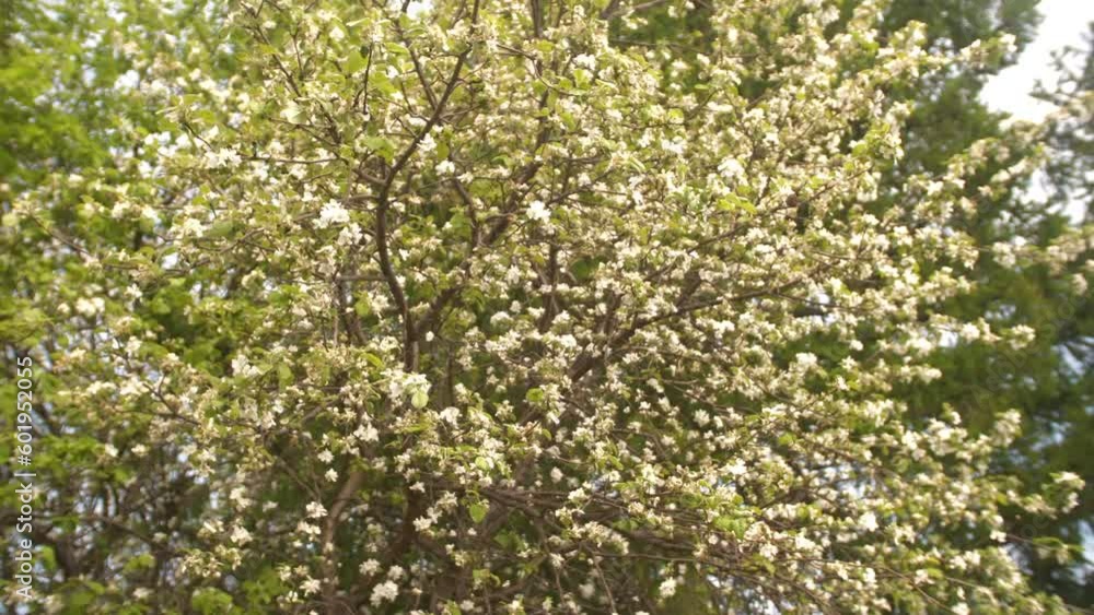 Closeup of blooming white pear flowers under morning sunlight, pear tree plantation. Spring blossom background. Blooming pear tree, white flowers on a tree in soft sunset sunlight. Closeup of blooming white pear flowers under morning sunlight, pear tree plantation. Spring blossom background. Blooming pear tree, white flowers on a tree in soft sunset sunlight.