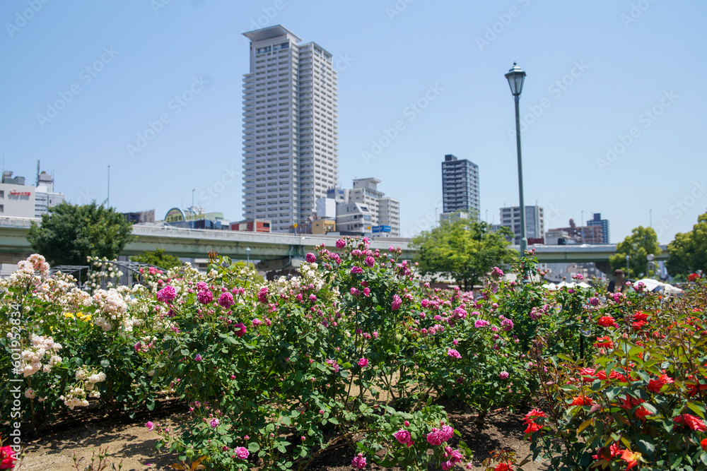 Fototapeta premium 中之島のバラ園
