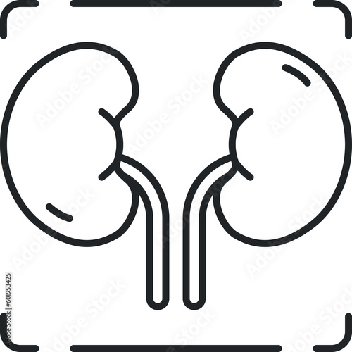 kidney line icon