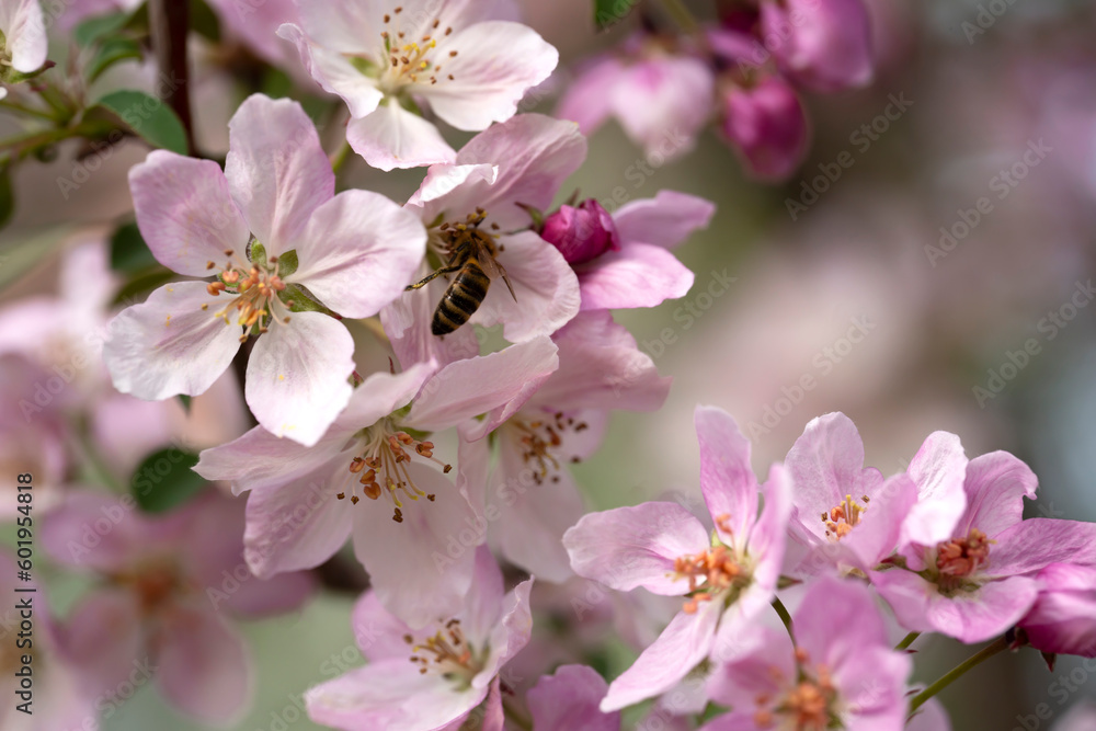 A bee on the blossoming buds of an apple tree. Background with place for text A bee on the blossoming buds of an apple tree. Background with place for text
