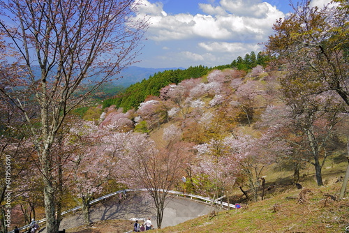 【奈良県】吉野山の桜　上千本 / 【Nara】Yoshino Cherry Blossoms