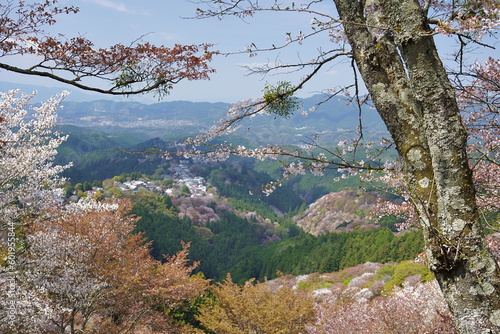 【奈良県】吉野山の桜　上千本 / 【Nara】Yoshino Cherry Blossoms