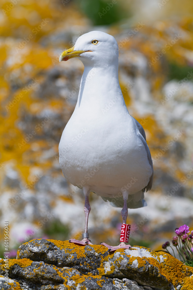 European herring gull - Larus argentatus on rocks with rocks in background and with ornithological rings on legs.. Photo from Ireland's Eye Island in Ireland.