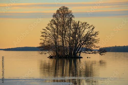 Tree and sunset on the lake
