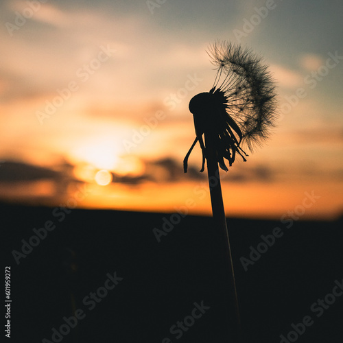 A silhouette of a dandelion against the sunset sky 