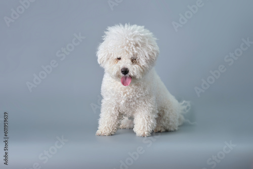 The Bichon puppy is a Frisian dog with a grown-up coat that requires first care