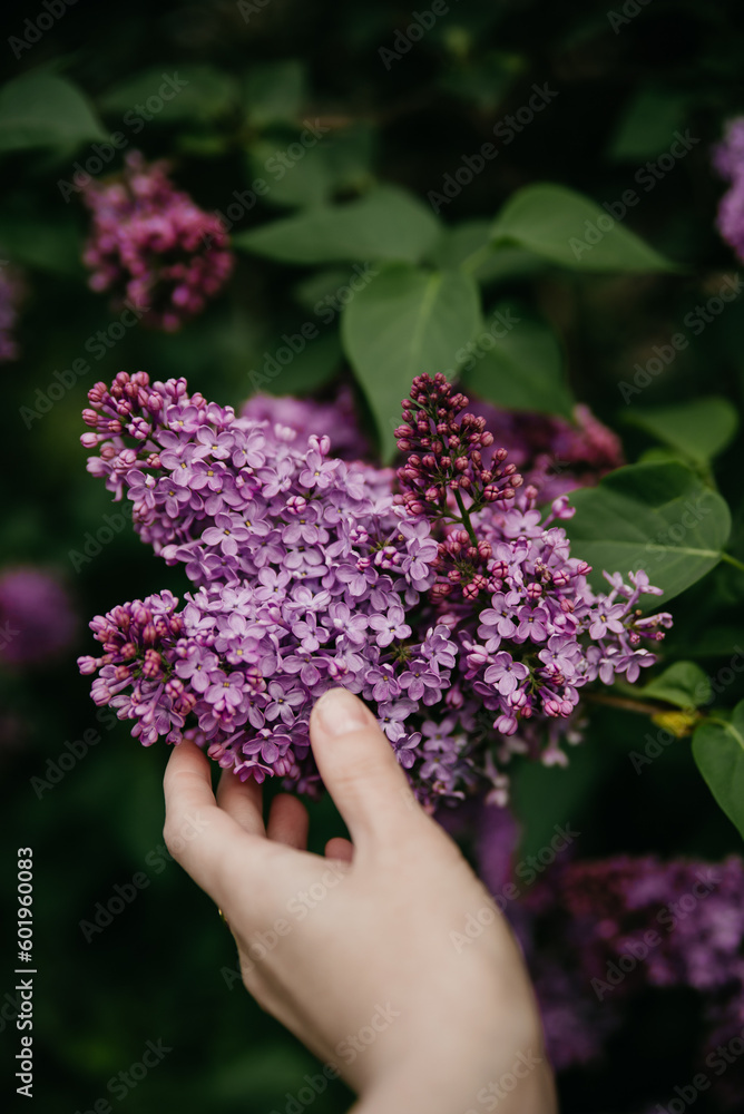 Nature background, branch of purple lilac. Nature background, branch of purple lilac.