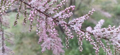 Pink flowers on a branch