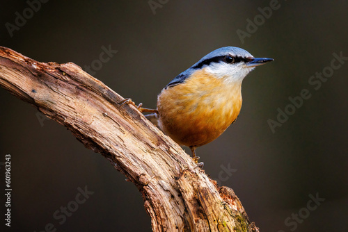 Fotografie nuthatch perching on a branch