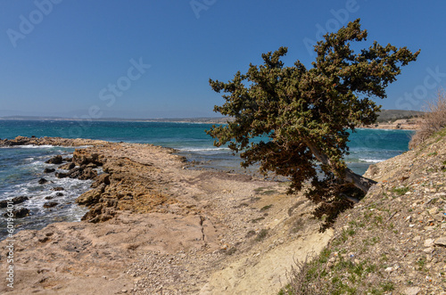 lone cade juniper tree (Juniperus oxycedrus) on Azmak Beach near Ovacik (Cesme, Izmir province, Turkey) 