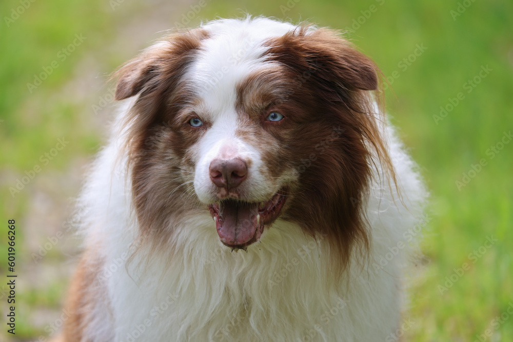 Portrait of an adorable brown and white merle Bordercollie male dog with striking sky blue eyes, with open mouth on his daily walks outdoors.