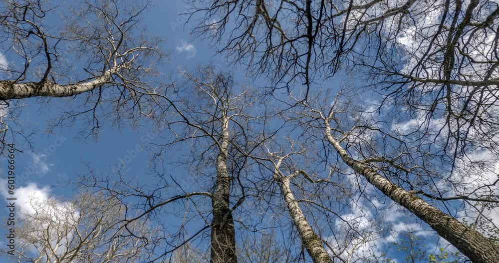spinning and torsion and underneath tall forest with clumsy branches. Trees growing in the sky with loop rotate spinning and torsion and underneath tall forest with clumsy branches. Trees growing in the sky with loop rotate