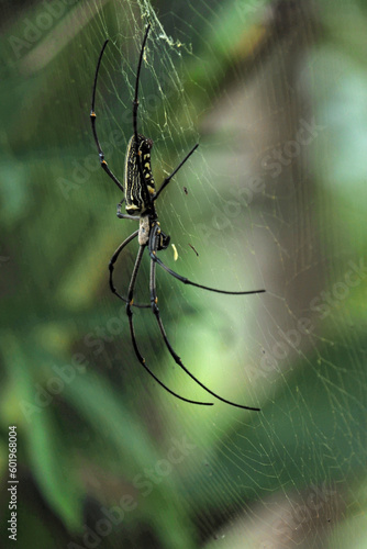 A spider sitting in its web, showcasing the intricate details of the webbing and the spider's body.