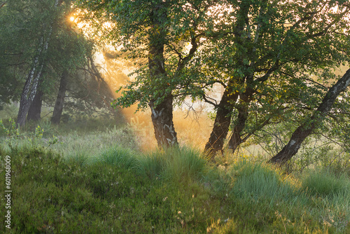 morning golden sunlight in summer misty forest