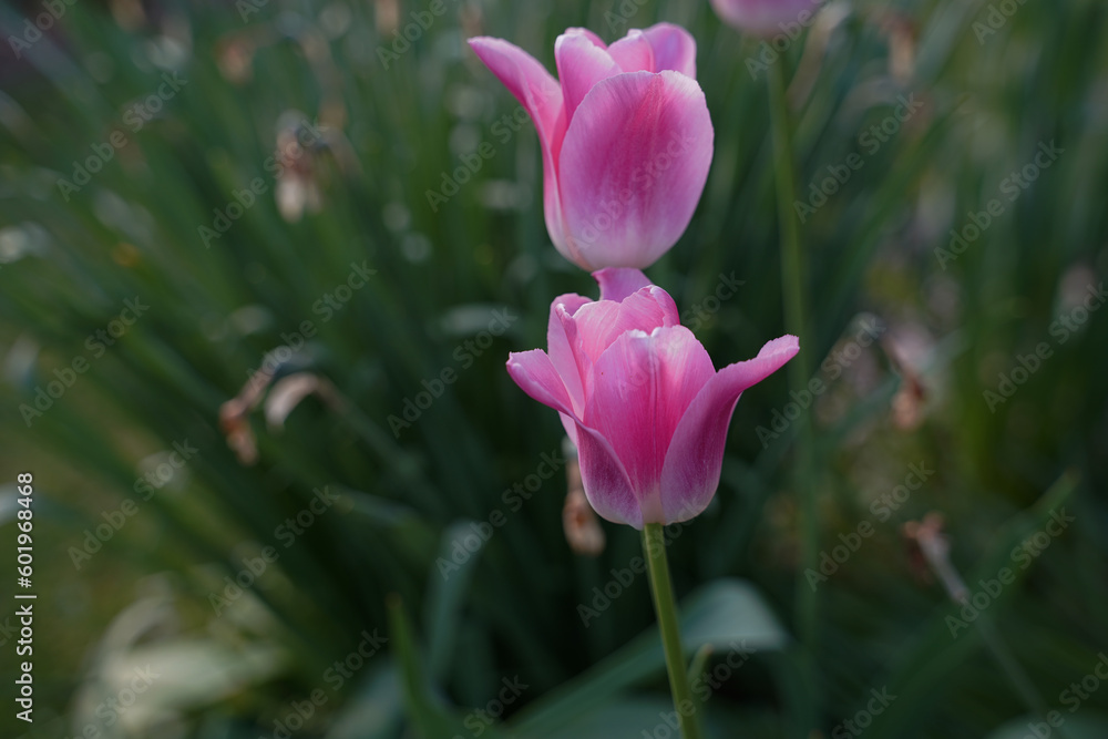gorgeous flower blooming in nature gorgeous flower blooming in nature