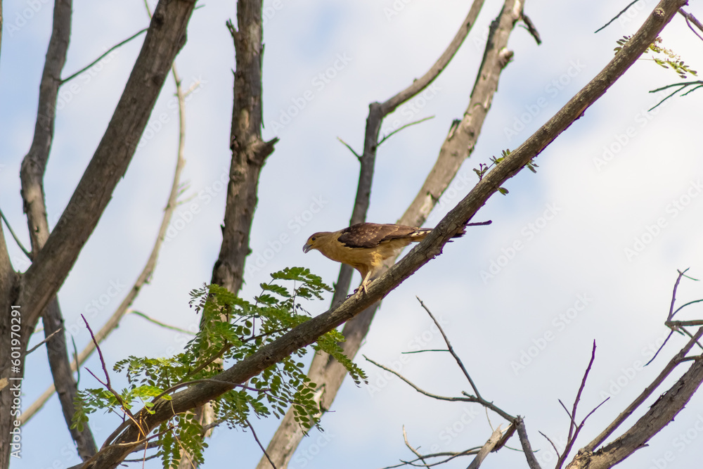 red backed shrike