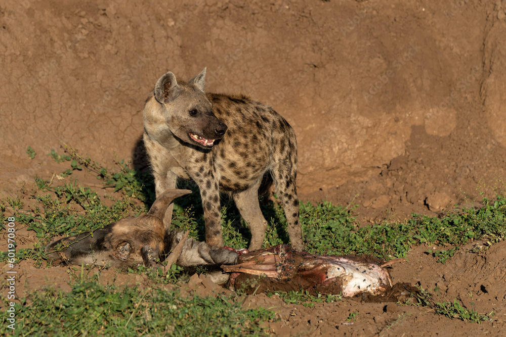 Spotted Hyena (Crocuta crocuta) eating from the carcass of a wildebeest in a Game Reserve in the Tuli Block in Botswana Spotted Hyena (Crocuta crocuta) eating from the carcass of a wildebeest in a Game Reserve in the Tuli Block in Botswana