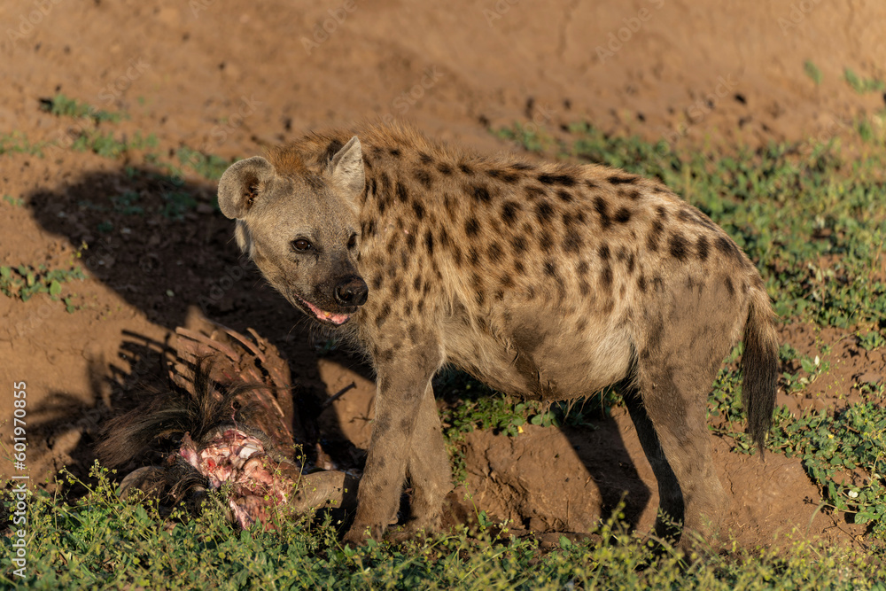 Spotted Hyena (Crocuta crocuta) eating from the carcass of a wildebeest in a Game Reserve in the Tuli Block in Botswana Spotted Hyena (Crocuta crocuta) eating from the carcass of a wildebeest in a Game Reserve in the Tuli Block in Botswana