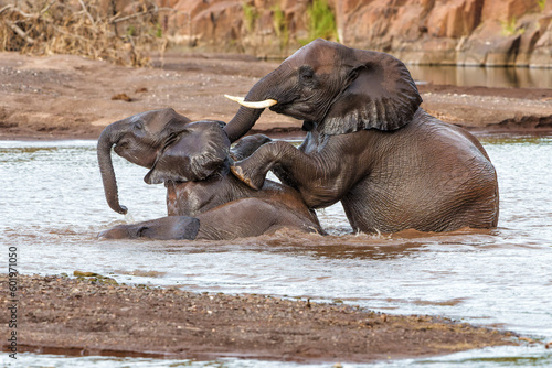 Elephant bulls playing and taking a bath in a river in Mashatu Game Reserve in the Tuli Block in Botswana.