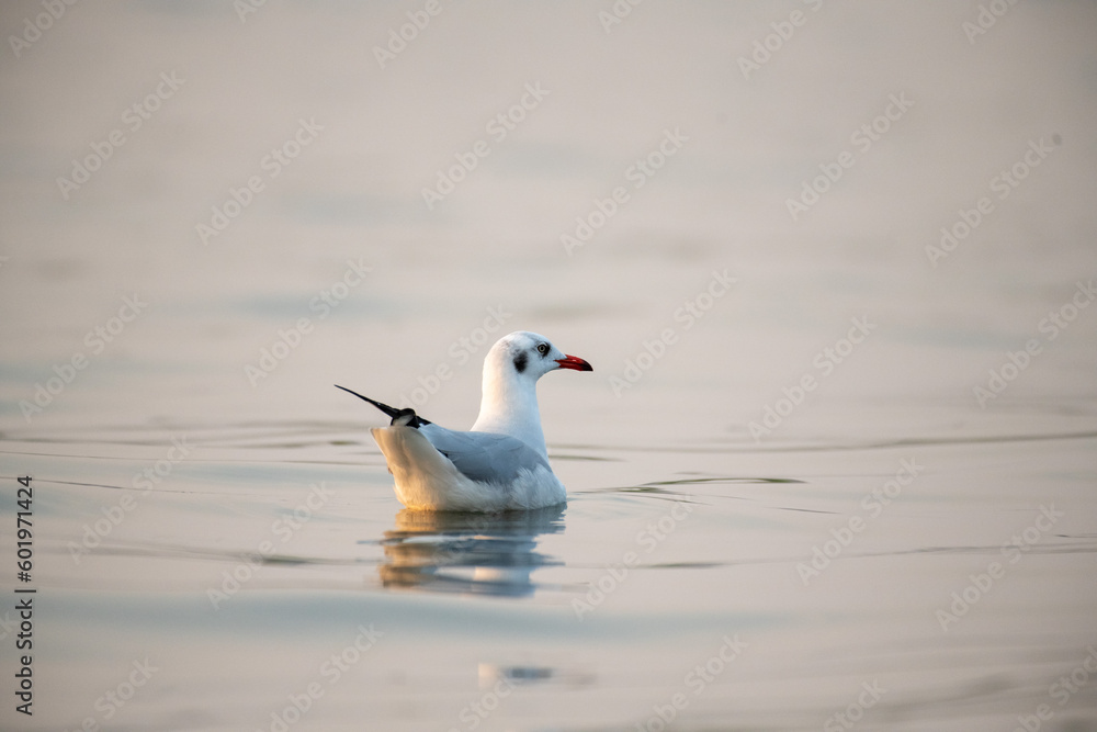 Fototapeta premium swan on the lake