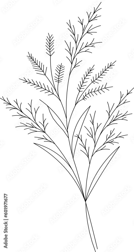 Beautiful graphic drawing Lily branch with leaves and buds of the flowers. Beautiful graphic drawing Lily branch with leaves and buds of the flowers.