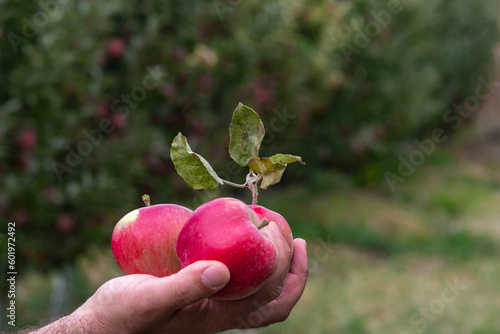 man holds ripe red apples in his hands
