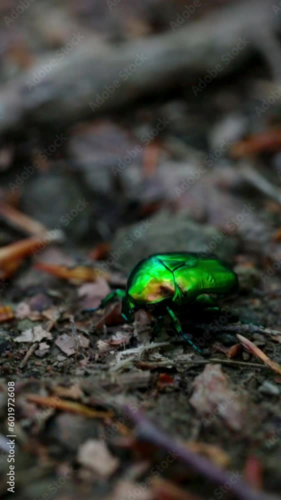 Close-up of a green shiny beetle walking Close-up of a green shiny beetle walking